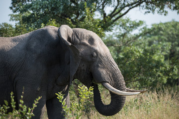 Fototapeta premium African Elephant