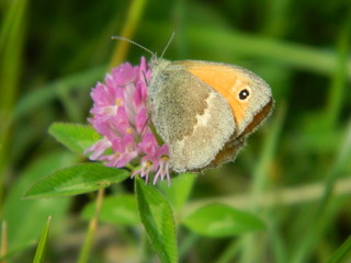 PAPILLON GOURMAND