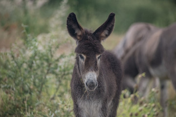 Donkey