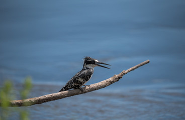 Pied Kingfisher