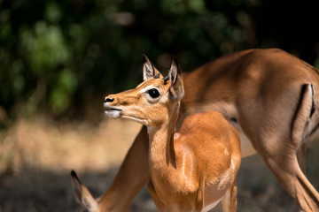 Impala