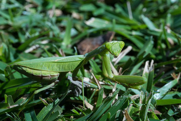 Praying Mantis