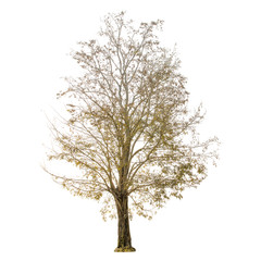 A dry tree shape and Tree branch on white background for isolate the background, A single dead tree on white background with clipping path.