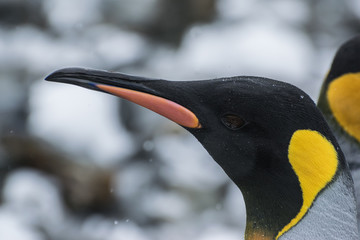 King Penguin Portrait