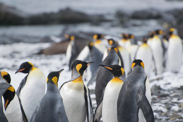 Obraz premium King Penguin square off