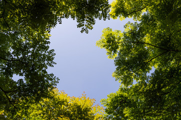 Fototapeta premium Top view with tree branch and blue sky