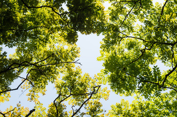 Top view with tree branch and blue sky