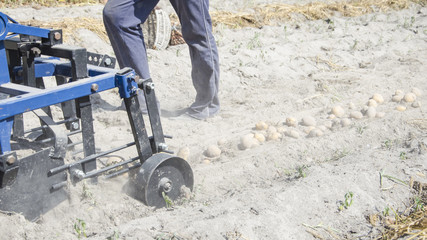 Obraz premium picking potatoes in autumn