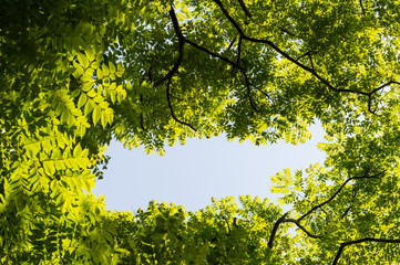 Top view with tree branch and blue sky