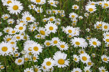 Fototapeta premium a large field meadow of flowering chamomiles daisies: several in focus on the plan, the rest of the bokeh