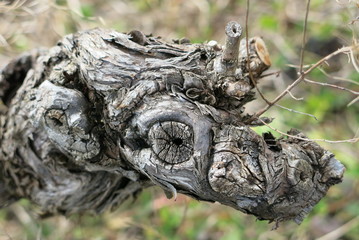 PIED DE VIGNES  TETE DE CHIEN