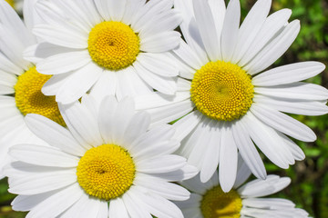 a large field meadow of flowering chamomiles daisies: several in focus on the plan, the rest of the bokeh