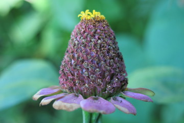 COEUR DE FLEURS VIOLET