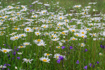 a large field meadow of flowering chamomiles daisies: several in focus on the plan, the rest of the bokeh