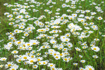 a large field meadow of flowering chamomiles daisies: several in focus on the plan, the rest of the bokeh
