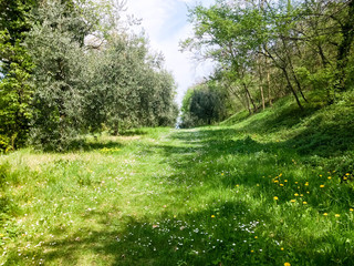 Fototapeta na wymiar Spring forest trail in Italy