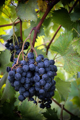Vignetted grapes