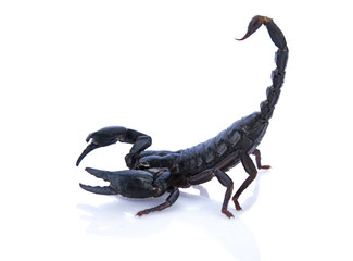Fototapeta premium black scorpion isolated on white