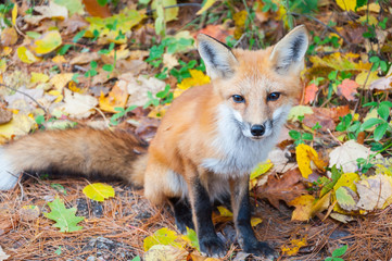 Wild red fox in autumn forest