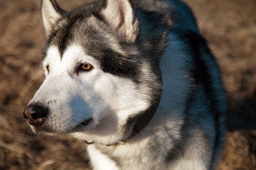 Alaskan malamute  Nightly. One day, one look.