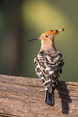 hoopoo in Keoladeo National Park or Keoladeo Ghana National Park formerly known as the Bharatpur Bird Sanctuary in Bharatpur, Rajasthan, India © henk bogaard