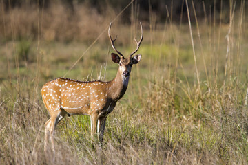axis deer stag in Kanha national park in India