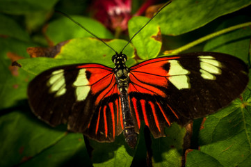 A butterfly resting before going to the next flower