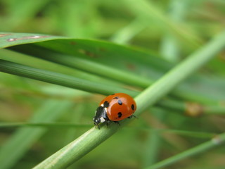 COCCINELLE