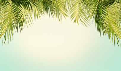 Fototapeta na wymiar Tropical leaves background with sky and sunshine. Hanging palm tree branches.