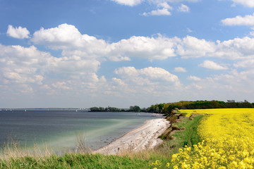 Steilküste mit Rapsfeld