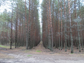 Осташевский лес в Подмосковье