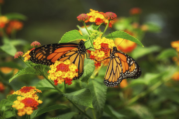 Two Monarch Butterflies on Yellow and Red Lantana Flowers