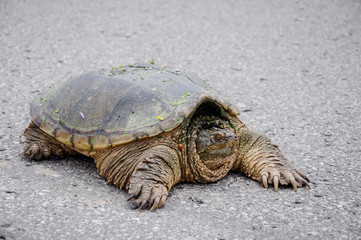 Big turtle on a road