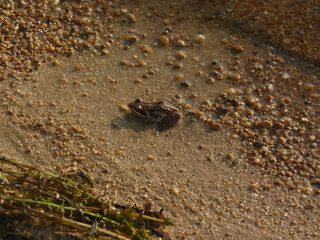  little frog on the beach prepare to jump