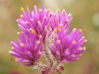 FLEURS PICPIC VIOLETTE