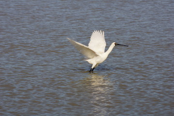 royal spoonbill in Foxton , New Zealand