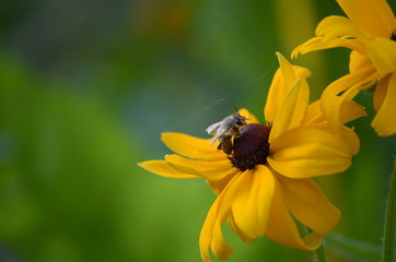 Bee on a yellow flower
