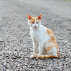 Homeless red cat sitting on the warm asphalt road. Stray cat attentively looks forward.