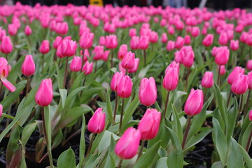Fototapeta premium Tulipa Tulip humilis Helene