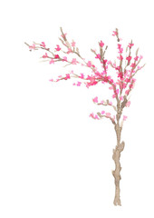 hand painted cheery blossom tree watercolor isolated on white background