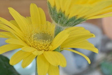 Closeup of a wonderful yellow daisy in a garden in Germany