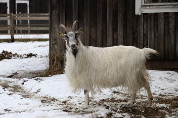 Swedish "jämtget" (Jamt-Goat) (Capra hircus) old Swedish country breed