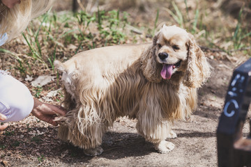 hand clears coat of contented American spaniel