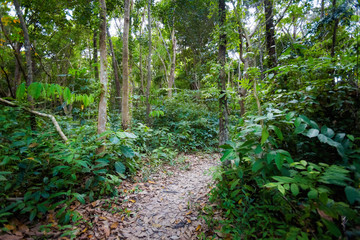 Jungle trekking on Koh Kradan