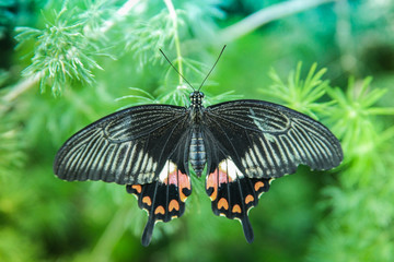 butterfly, nature,macro