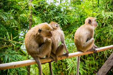 singes en thaïlande