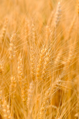 Fototapeta premium Barley in field for crops,rice dry at farm