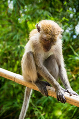 singes en thaïlande