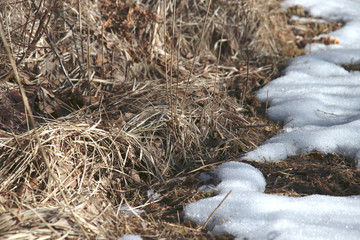 spring sun melts the snow in the meadow