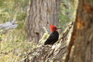 Magellan Woodpecker in Patagonia, Argentina